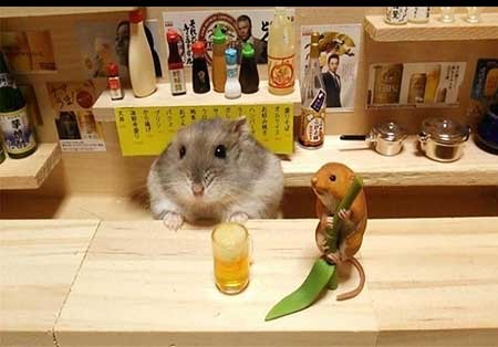 اخبار,اخبار گوناگون , همستر