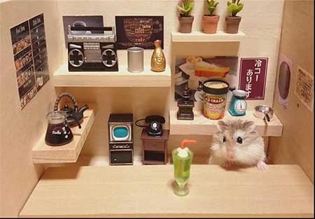 اخبار,اخبار گوناگون , همستر