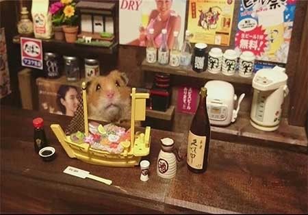 اخبار,اخبار گوناگون , همستر