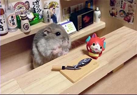 اخبار,اخبار گوناگون , همستر