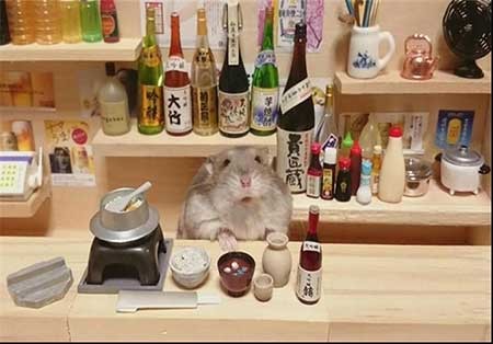 اخبار,اخبار گوناگون , همستر