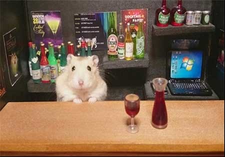 اخبار,اخبار گوناگون , همستر