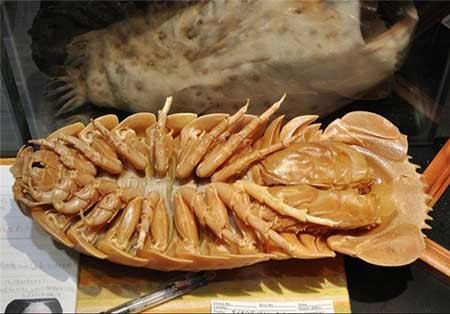 اخبار,اخبار گوناگون ,نادرترین حیوانات جهان