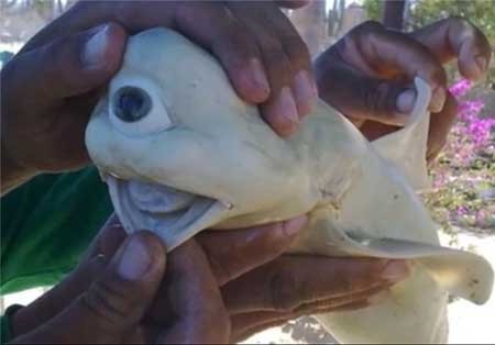 اخبار,اخبار گوناگون ,نادرترین حیوانات جهان
