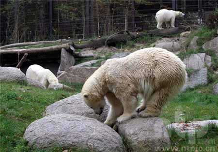 اخبار,اخبار گوناگون,نگاهی به زندگی خرس‌ها در باغ وحش