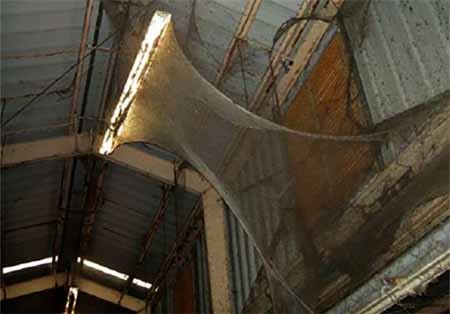 اخبار,اخبار گوناگون, ۴ هکتار تار عنکبوت و ۱۰۰ میلیون عنکبوت