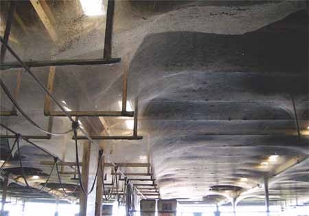 اخبار,اخبار گوناگون, ۴ هکتار تار عنکبوت و ۱۰۰ میلیون عنکبوت