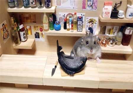 اخبار,اخبار گوناگون,زندگی زیبای همسترها