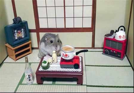 اخبار,اخبار گوناگون,زندگی زیبای همسترها