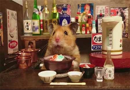 اخبار,اخبار گوناگون,زندگی زیبای همسترها