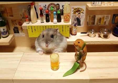 اخبار,اخبار گوناگون,زندگی زیبای همسترها