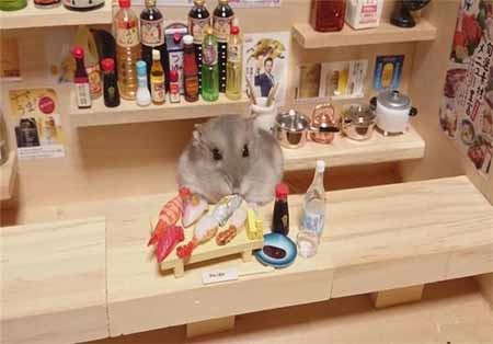 اخبار,اخبار گوناگون,زندگی زیبای همسترها