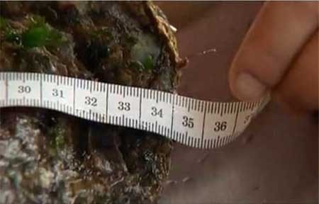 اخبار , اخبار گوناگون , سنگین‌ترین صدف جهان