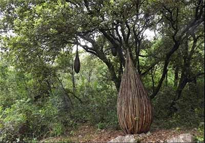 اخبار,اخبار گوناگون,مجسمه طبیعی