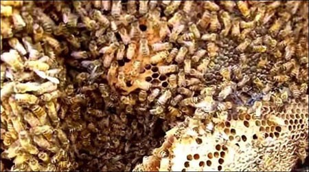 اخبار,اخبار گوناگون,کندوی زنبور عسل