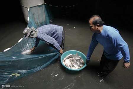 اخبار , اخبار گوناگون , ماهیگیری