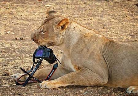 اخبار , اخبار گوناگون , عکاسان حرفه‌ای