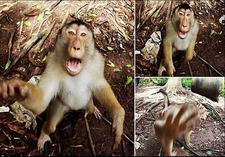 اخبار , اخبار گوناگون , عکاسان حرفه‌ای