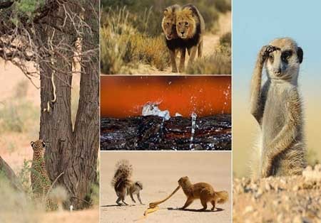 اخبار , اخبار گوناگون , عکاسان حرفه‌ای