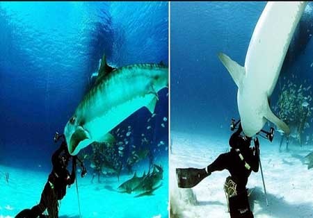 اخبار , اخبار گوناگون , عکاسان حرفه‌ای