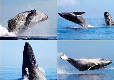 اخبار , اخبار گوناگون , عکاسان حرفه‌ای