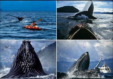 اخبار , اخبار گوناگون , عکاسان حرفه‌ای