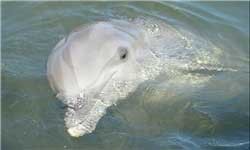 اخبار,اخبار گوناگون ,عزداری دلفین ها