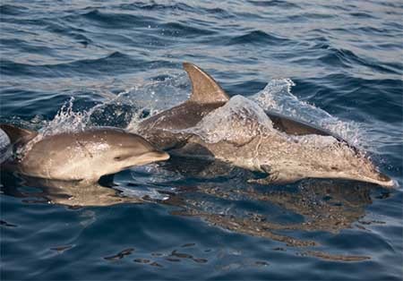 اخبار,اخبار گوناگون ,عزداری دلفین ها