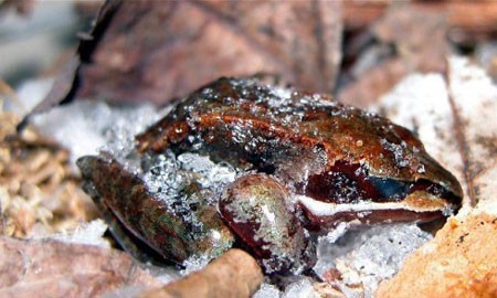 اخبار,اخبارگوناگون ,قروباغه  