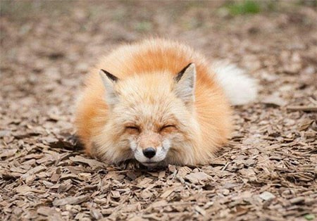 اخبار,اخبارگوناگون ,اقامتگاه روباهان در ژاپن