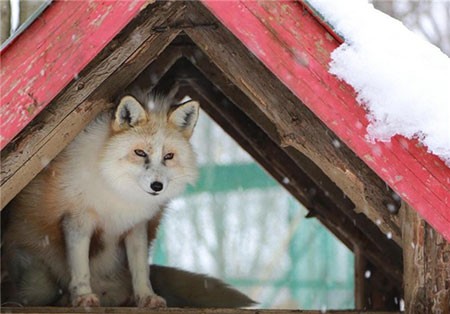 اخبار,اخبارگوناگون ,اقامتگاه روباهان در ژاپن