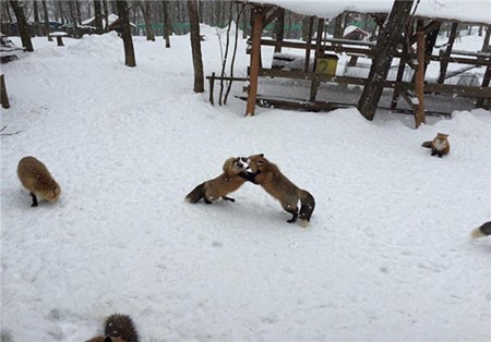 اخبار,اخبارگوناگون ,اقامتگاه روباهان در ژاپن