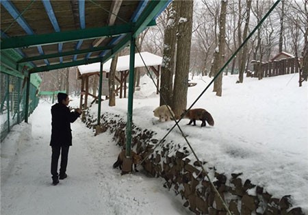 اخبار,اخبارگوناگون ,اقامتگاه روباهان در ژاپن