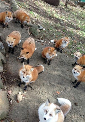 اخبار,اخبارگوناگون ,اقامتگاه روباهان در ژاپن