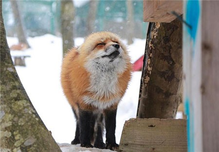 اخبار,اخبارگوناگون ,اقامتگاه روباهان در ژاپن