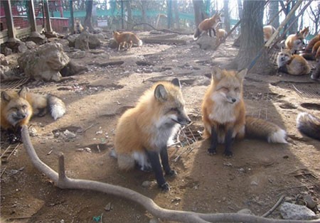 اخبار,اخبارگوناگون ,اقامتگاه روباهان در ژاپن