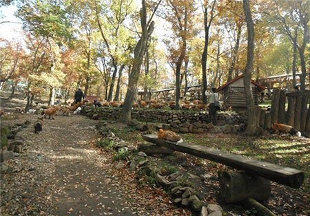 اخبار,اخبارگوناگون ,اقامتگاه روباهان در ژاپن