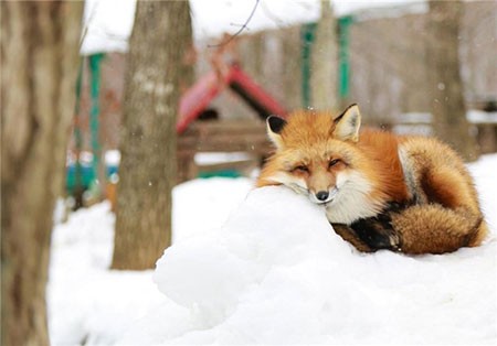 اخبار,اخبارگوناگون ,اقامتگاه روباهان در ژاپن