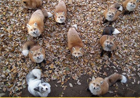 اخبار,اخبارگوناگون ,اقامتگاه روباهان در ژاپن