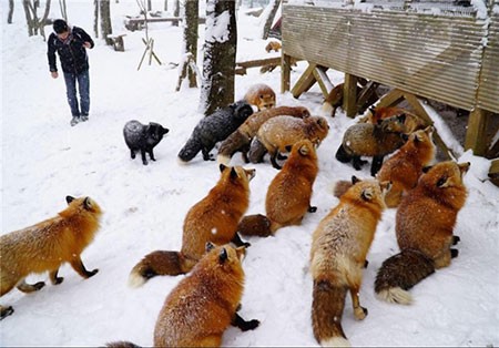 اخبار,اخبارگوناگون ,اقامتگاه روباهان در ژاپن