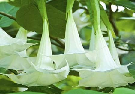 اخبار , اخبار گوناگون,تصاویر گیاهان عجیب وغریب,گیاهان عجیب و غریب