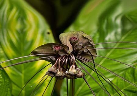 اخبار , اخبار گوناگون,تصاویر گیاهان عجیب وغریب,گیاهان عجیب و غریب