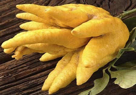 اخبار , اخبار گوناگون,تصاویر گیاهان عجیب وغریب,گیاهان عجیب و غریب