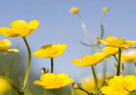 اخبار , اخبار گوناگون,تصاویر گیاهان عجیب وغریب,گیاهان عجیب و غریب