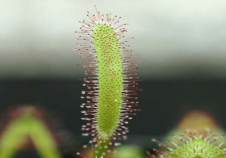 اخبار , اخبار گوناگون,تصاویر گیاهان عجیب وغریب,گیاهان عجیب و غریب