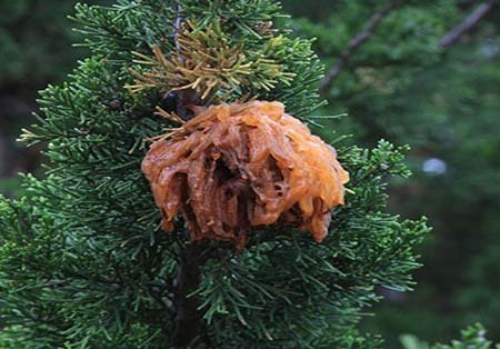 اخبار , اخبار گوناگون,تصاویر گیاهان عجیب وغریب,گیاهان عجیب و غریب