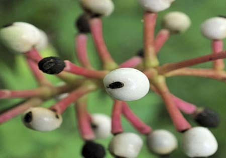 اخبار , اخبار گوناگون,تصاویر گیاهان عجیب وغریب,گیاهان عجیب و غریب