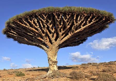 اخبار , اخبار گوناگون,تصاویر گیاهان عجیب وغریب,گیاهان عجیب و غریب