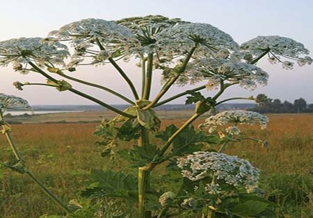 اخبار , اخبار گوناگون,تصاویر گیاهان عجیب وغریب,گیاهان عجیب و غریب