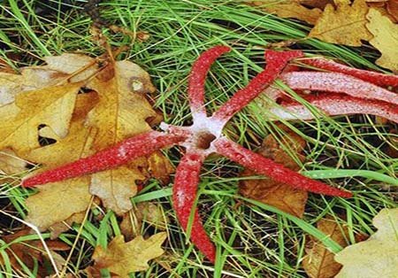 اخبار , اخبار گوناگون,تصاویر گیاهان عجیب وغریب,گیاهان عجیب و غریب